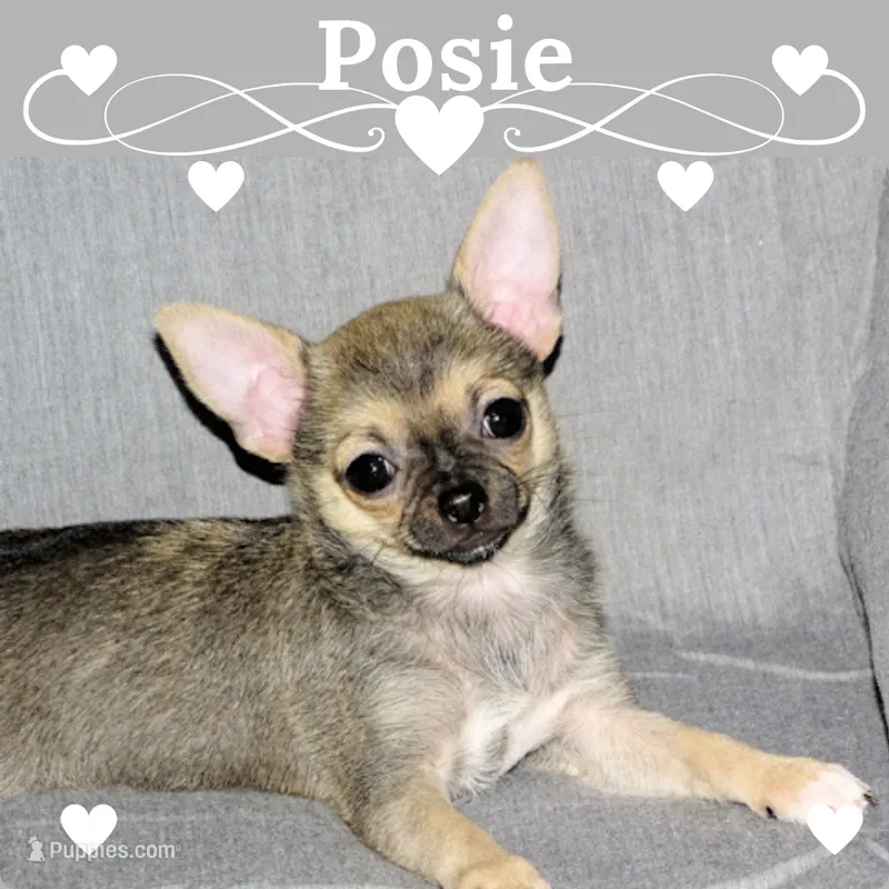Posie-AKC Smoothcoat Female – Chihuahua puppy for sale in Abingdon, VA