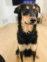 Elle, a female Siberian Husky and Double Doodle for sale in Phoenix, AZ – Photo 4 of 6