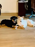 Elle, a female Siberian Husky and Double Doodle for sale in Phoenix, AZ – Photo 6 of 6