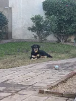 Elle, a female Siberian Husky and Double Doodle for sale in Phoenix, AZ – Photo 3 of 6