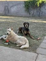 Elle, a female Siberian Husky and Double Doodle for sale in Phoenix, AZ – Photo 5 of 6