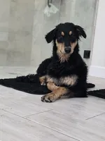 Elle, a female Siberian Husky and Double Doodle for sale in Phoenix, AZ – Photo 1 of 6