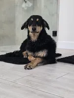 Elle, a female Siberian Husky and Double Doodle for sale in Phoenix, AZ – Photo 2 of 6