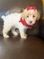 Daisy, a female Poodle - Toy  for sale in Barnett, MO – 2 of 4