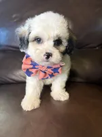 Rooster, a male Bichon Frise and Shih Tzu for sale in Barnett, MO – 2 of 5