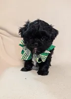 King, a male Shihpoo for sale in Barnett, MO – Photo 1 of 2