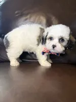 Rooster, a male Bichon Frise and Shih Tzu for sale in Barnett, MO – 4 of 5