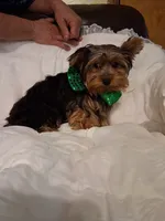 Johnny , a male Yorkshire Terrier for sale in Barnett, MO – 7 of 7