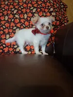 Pumpkin , a male Chihuahua for sale in Barnett, MO – 3 of 7