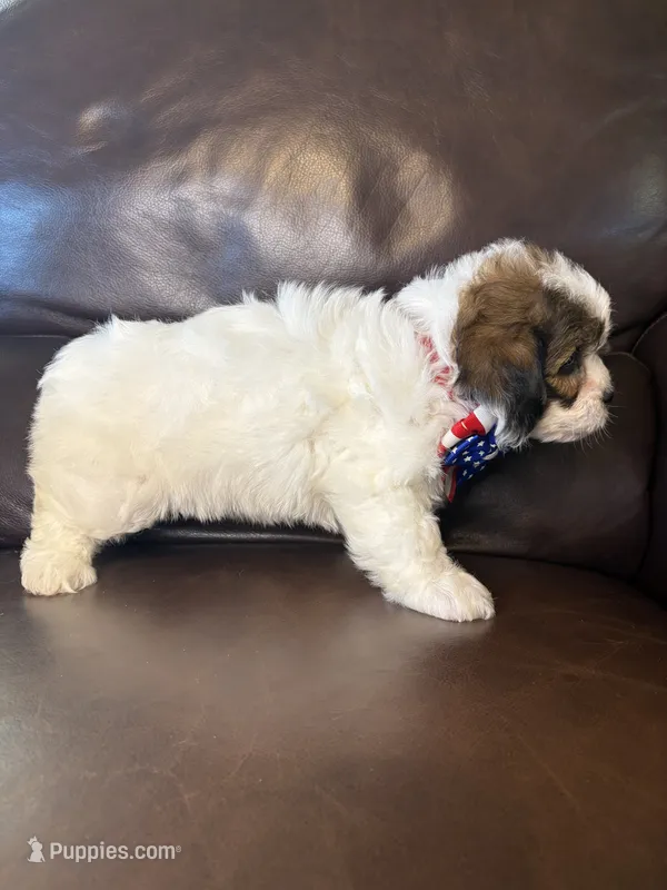 Ruger – Bichon Frise, Shih Tzu puppy for sale in Barnett, MO