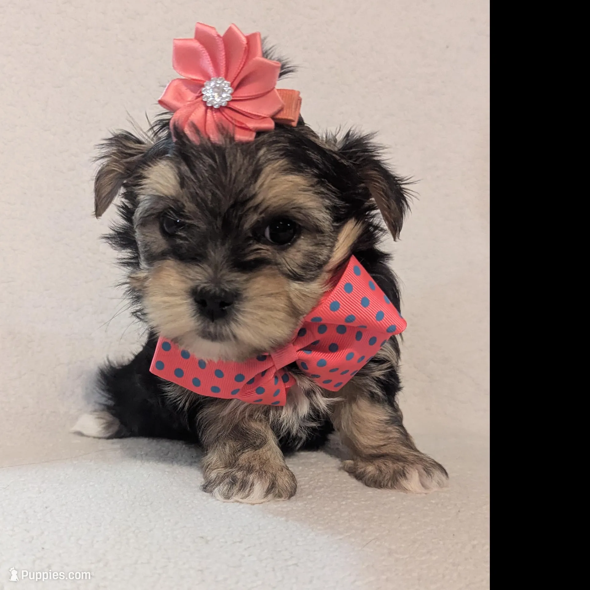 Minni, a female Morkie for sale in Barnett, MO – Photo 2 of 5