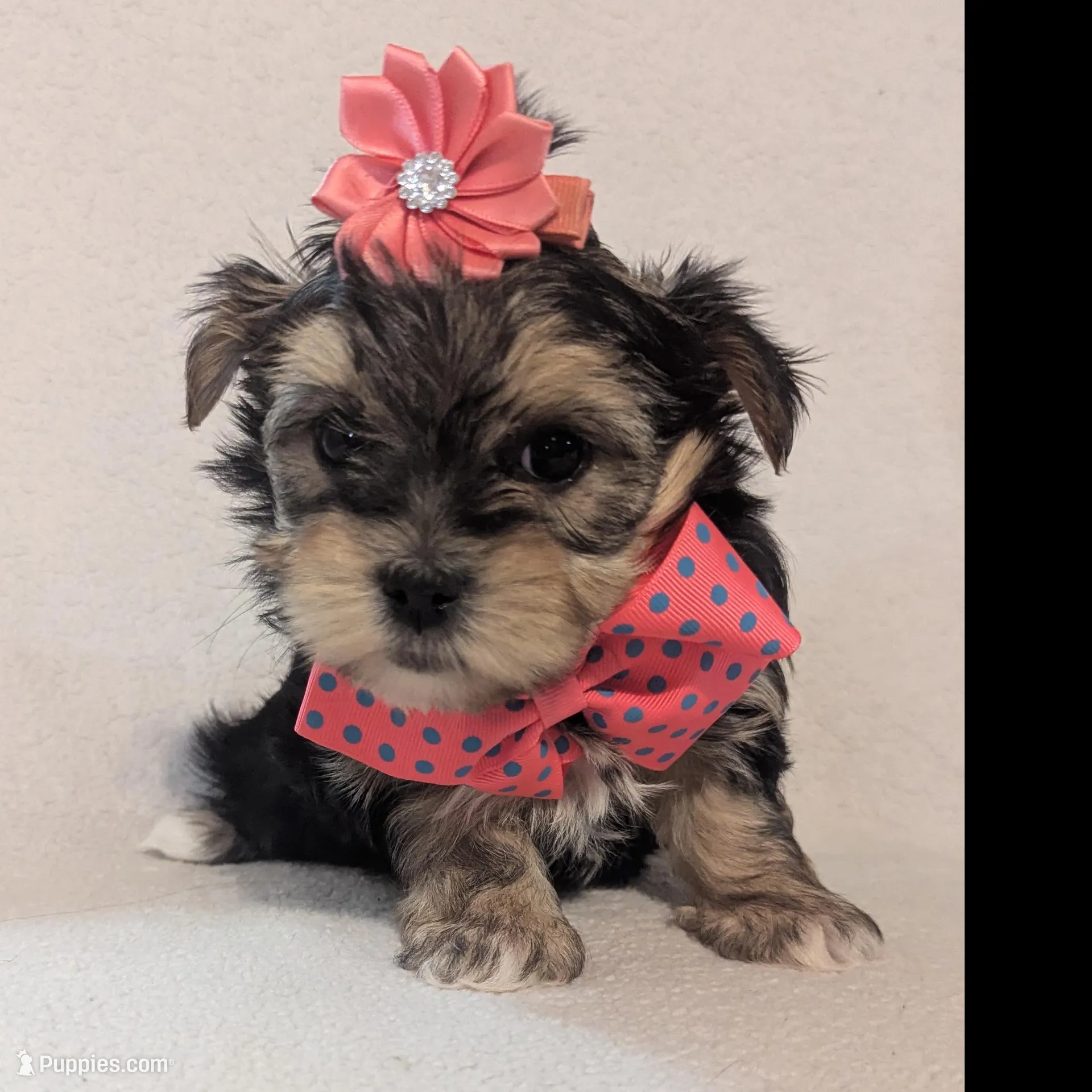 Minni, a female Morkie for sale in Barnett, MO – Photo 3 of 5