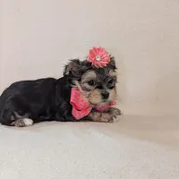Minni, a female Morkie for sale in Barnett, MO – Photo 1 of 5