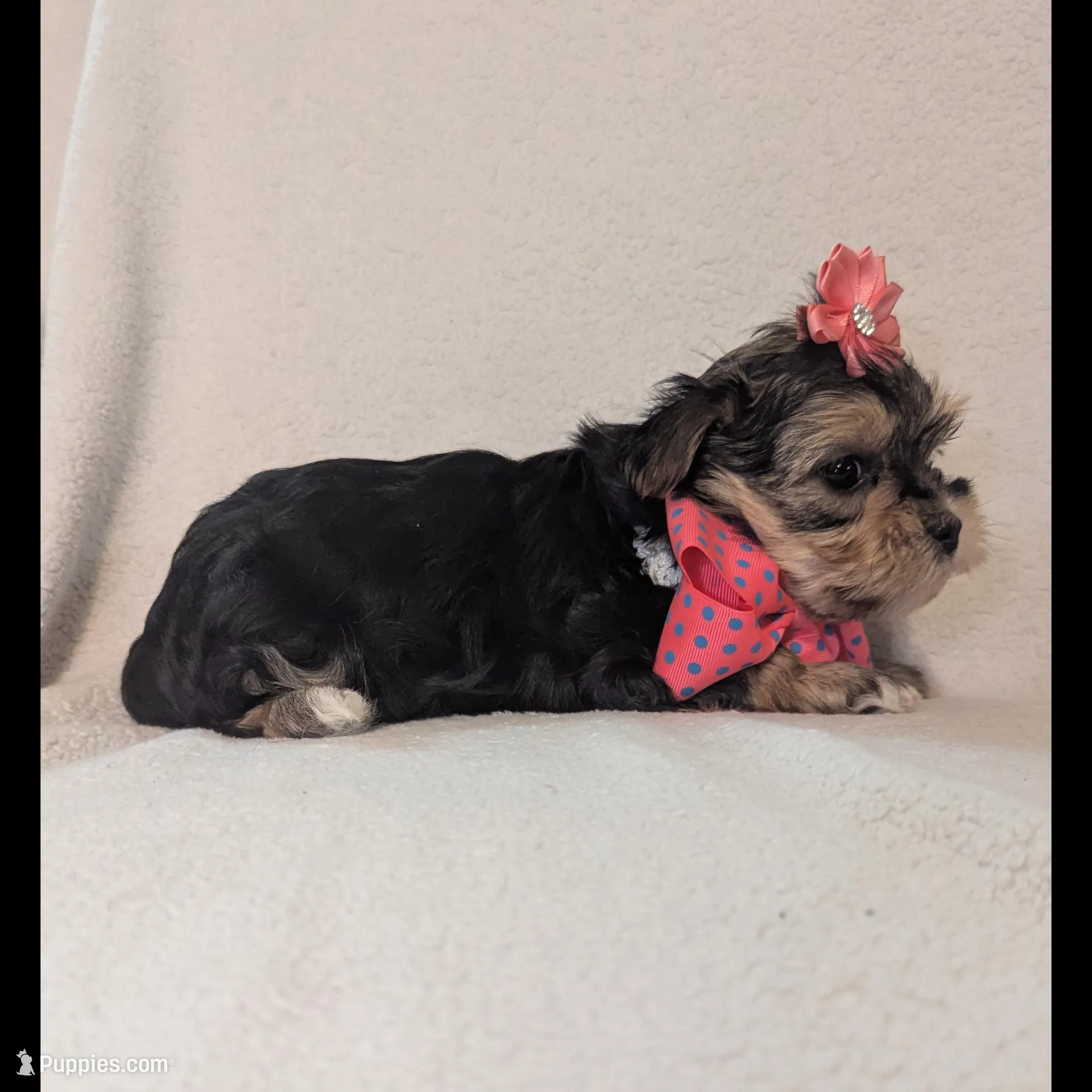 Minni, a female Morkie for sale in Barnett, MO – Photo 5 of 5