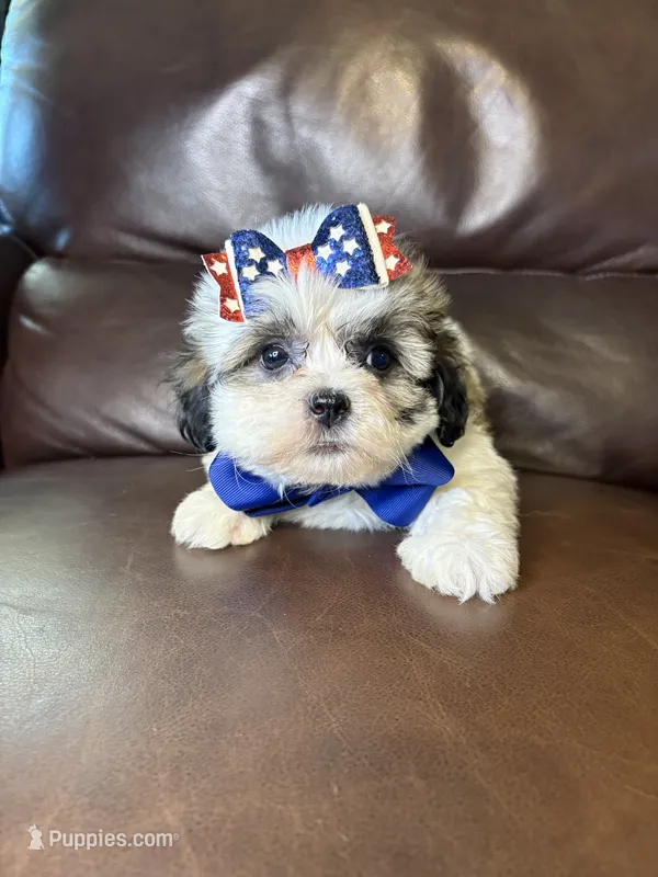 Luna – Bichon Frise, Shih Tzu puppy for sale in Barnett, MO