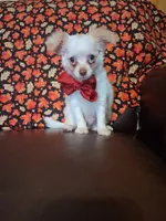 Pumpkin , a male Chihuahua for sale in Barnett, MO – 6 of 7