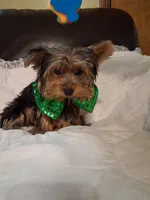 Johnny , a male Yorkshire Terrier for sale in Barnett, MO – 1 of 7