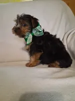 Scotty, a male Yorkshire Terrier for sale in Barnett, MO – 3 of 4