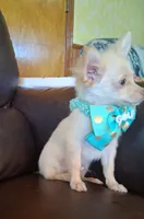 Ralphie, a male Chihuahua for sale in Barnett, MO – 3 of 6