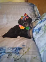 Mocha, a female Shihpoo for sale in Barnett, MO – 4 of 6
