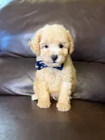 Ruger, a male Poodle - Toy  for sale in Barnett, MO – 2 of 4