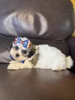 Luna, a female Bichon Frise and Shih Tzu for sale in Barnett, MO – 5 of 5