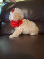 Crystal, a female Poodle - Toy  for sale in Barnett, MO – 2 of 5