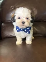Maverick , a male Bichon Frise and Shih Tzu for sale in Barnett, MO – 5 of 5
