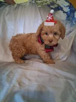 Rascal, a male Poodle - Toy  for sale in Barnett, MO – 7 of 7