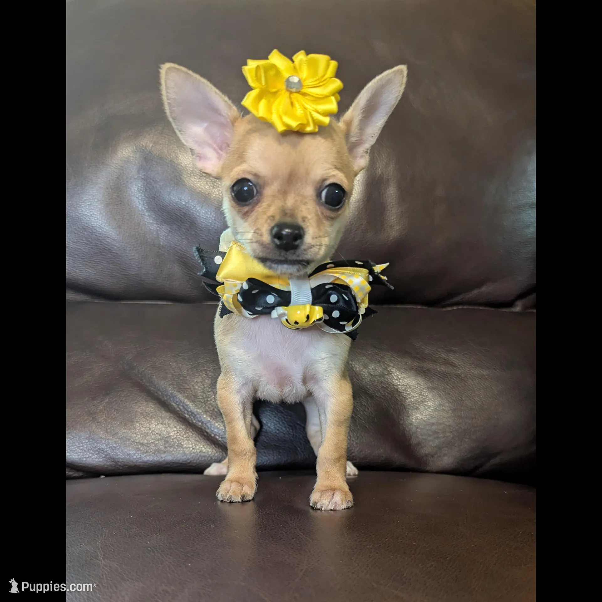 Babydoll – Chihuahua puppy on hold in Barnett, MO