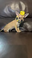 Babydoll, a female Chihuahua for sale in Barnett, MO – Photo 2 of 4