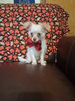 Pumpkin , a male Chihuahua for sale in Barnett, MO – 7 of 7