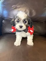Remington, a male Bichon Frise and Shih Tzu for sale in Barnett, MO – 5 of 5