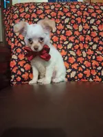 Pumpkin , a male Chihuahua for sale in Barnett, MO – 4 of 7