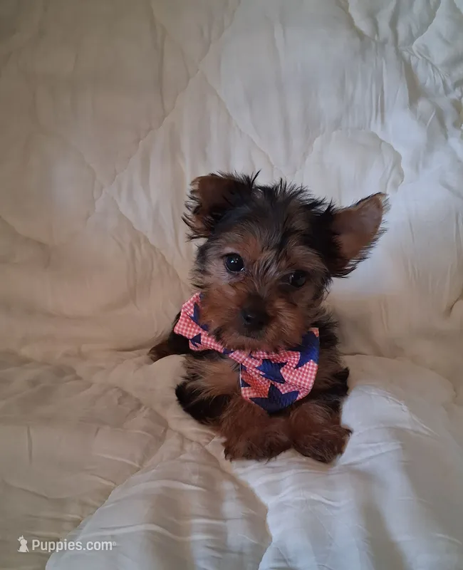 Remington – Yorkshire Terrier puppy for sale in Barnett, MO