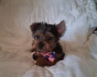 Remington, a male Yorkshire Terrier for sale in Barnett, MO – 2 of 6