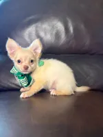 Ralphie, a male Chihuahua for sale in Barnett, MO – 4 of 5