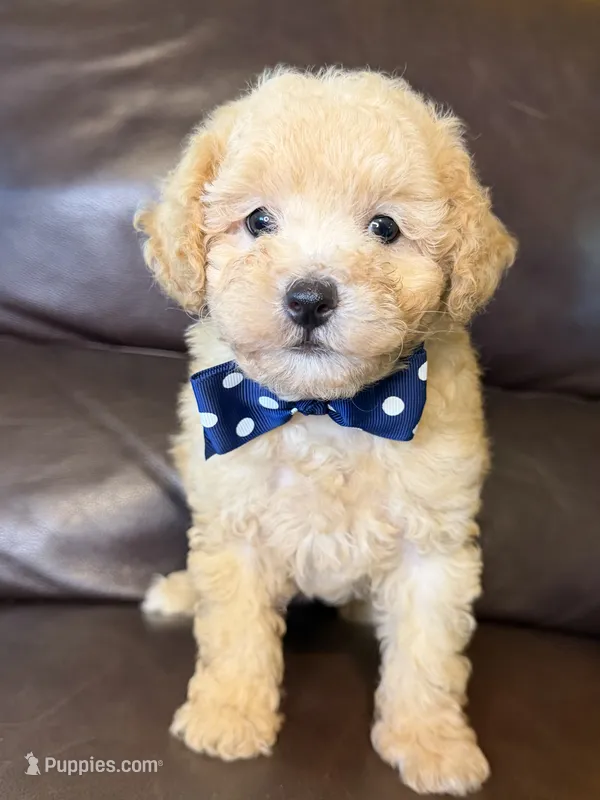Ruger – Poodle - Toy  puppy for sale in Barnett, MO