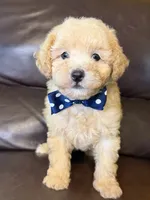 Ruger, a male Poodle - Toy  for sale in Barnett, MO – 1 of 4