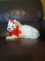Snowman, a male Maltese for sale in Barnett, MO – 2 of 7