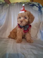 Rascal, a male Poodle - Toy  for sale in Barnett, MO – 2 of 7