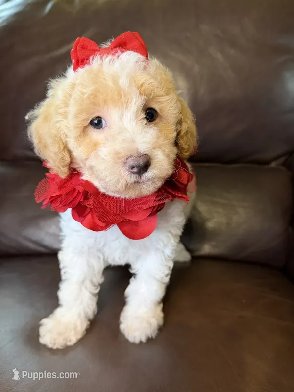 Daisy – Poodle - Toy  puppy for sale in Barnett, MO