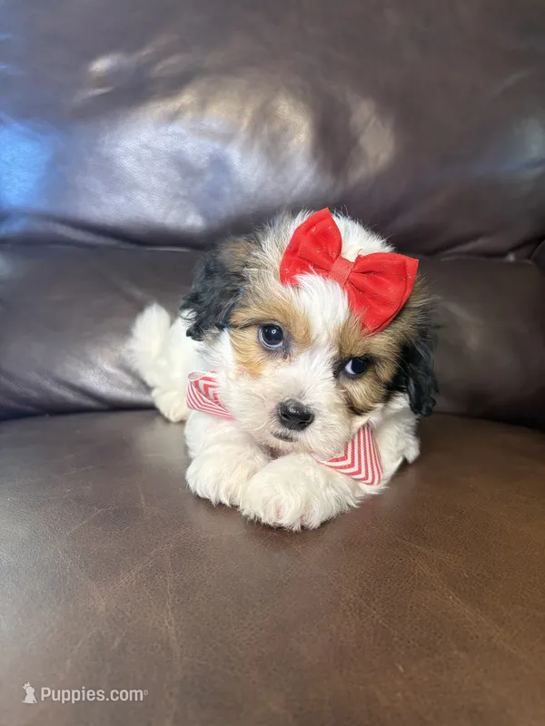 Ruby – Bichon Frise, Shih Tzu puppy for sale in Barnett, MO