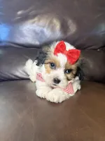 Ruby, a female Bichon Frise and Shih Tzu for sale in Barnett, MO – 1 of 5