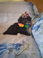 Mocha, a female Shihpoo for sale in Barnett, MO – 2 of 6