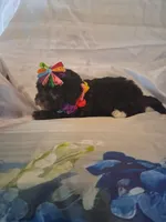 Mocha, a female Shihpoo for sale in Barnett, MO – 5 of 6