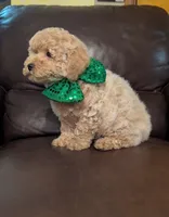 Duke, a male Poodle - Toy  for sale in Barnett, MO – Photo 2 of 6