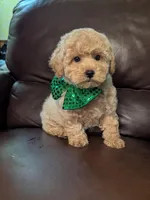 Duke, a male Poodle - Toy  for sale in Barnett, MO – Photo 4 of 6