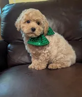 Duke, a male Poodle - Toy  for sale in Barnett, MO – Photo 5 of 6