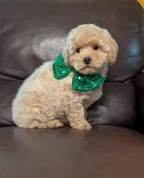 Duke, a male Poodle - Toy  for sale in Barnett, MO – Photo 6 of 6
